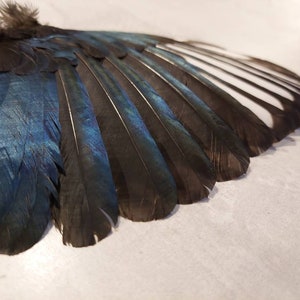 以下が含まれることがあります： 黒と青の羽根を持つ鳥の翼のクローズアップ。羽根は扇形に配置され、羽根の先端は外側を向いています。