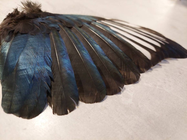 以下が含まれることがあります： 黒と青の羽根を持つ鳥の翼のクローズアップ。羽根は扇形に配置され、羽根の先端は外側を向いています。