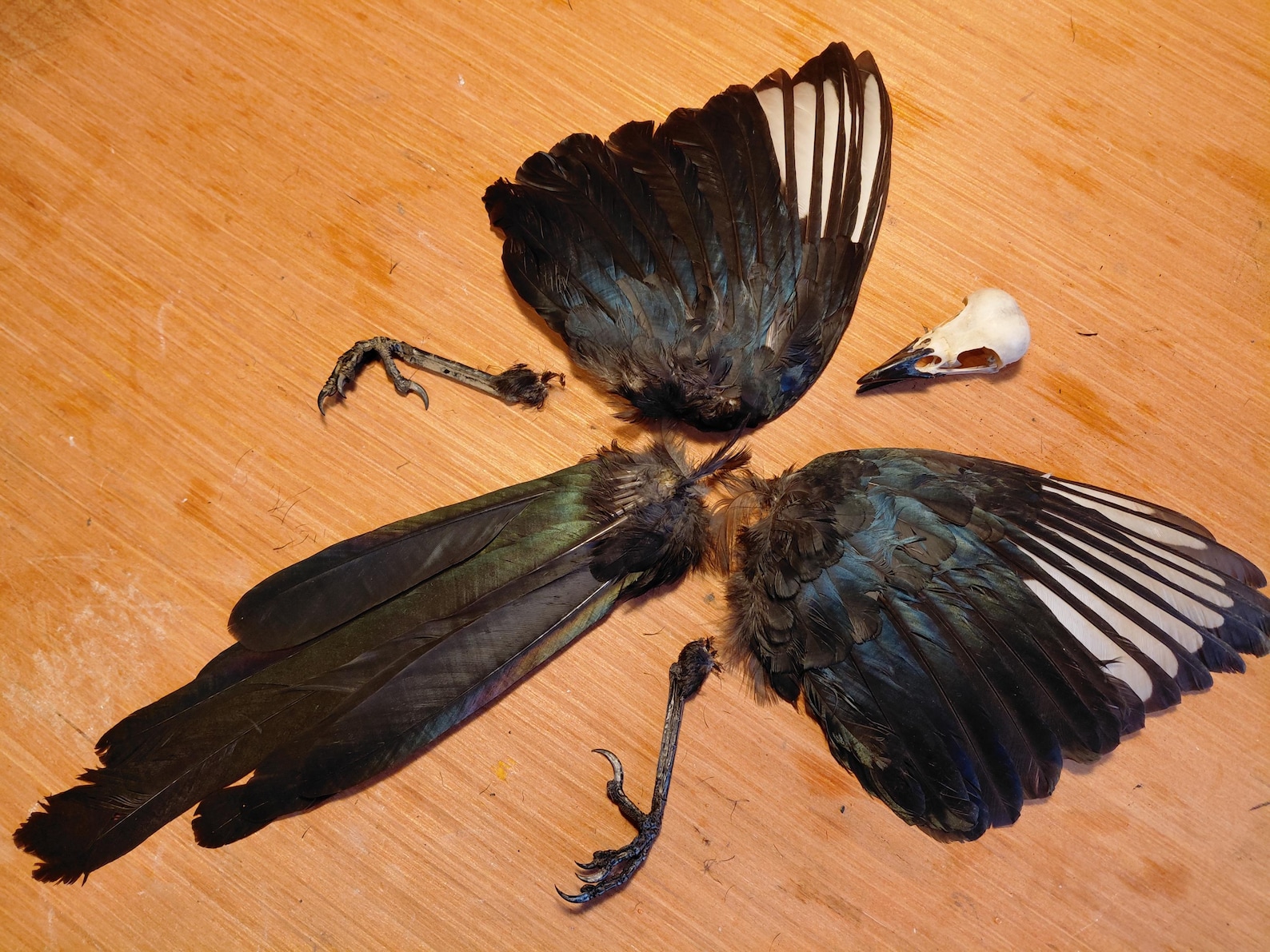 Magpie Skull Wings Tail Feet Real Natural Carrion Crow Rook Feathers ...
