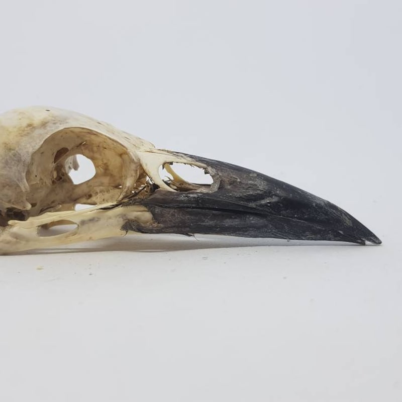 Real Raven Skull - Etsy