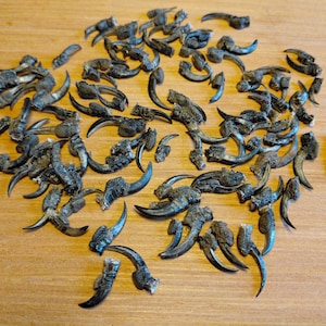May include: A collection of dark gray and black claws, likely from a bird or animal, scattered on a light brown wooden surface. The claws have a curved shape and textured surfaces, with varying sizes and shapes.