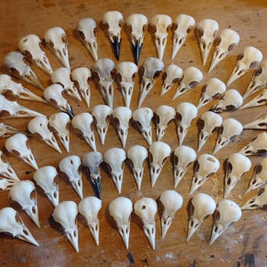 61 Crow & Magpie skulls and feet crow bird taxidermy corvid raven gothic pagan Wicca arts craft