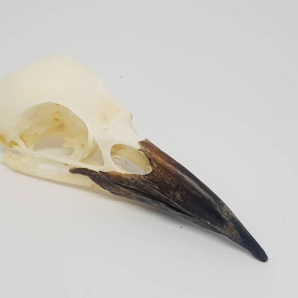 Real Crow skull Rook bird corvid taxidermy gothic weird Curo pagan study skeleton