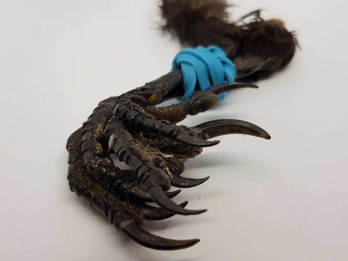 Real Carrion Crow feet talons claws Raven Corvid taxidermy Etsy