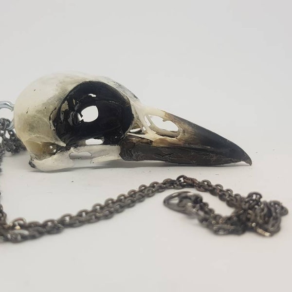 Real Magpie skull pendant necklace steel curb chain Crow Corvid taxidermy bird gothic curo jewelry Goth