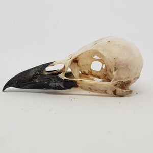 Magpie crow skull Pica pica taxidermy bird raven macabre gothic curiosity Wicca arts craft weird oddities image 5