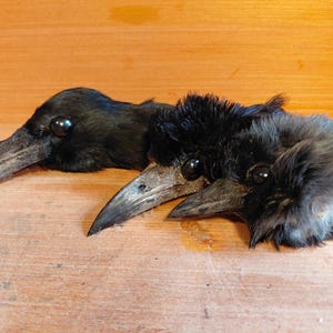 May include: Two taxidermied crow heads are shown. The crows have black feathers, dark eyes, and long, pointed beaks. The heads are positioned on a wooden surface, with one head in the foreground and the other slightly behind.
