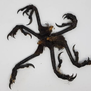 20 Magpie feet talons claws Raven Corvid Crow taxidermy Gothic Curo study skeleton bird corvid