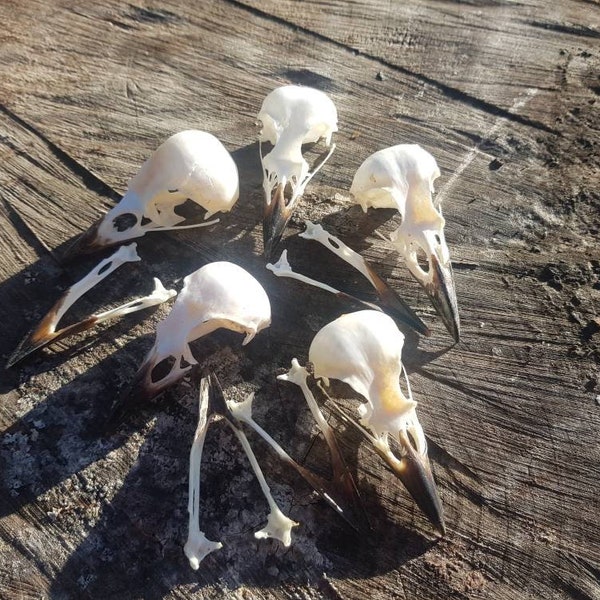 カササギの頭蓋骨、ピカピカの剥製、鳥、不気味、ゴシック、異教徒、ウィッカ、芸術、工芸、奇妙