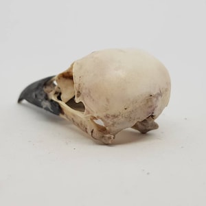 Magpie crow skull Pica pica taxidermy bird raven macabre gothic curiosity Wicca arts craft weird oddities image 6