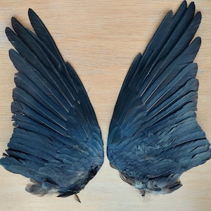 Crow Wings plus FREE pair of crow feet Carrion corvid taxidermy gothic Curo study skeleton bird corvid Raven feathers