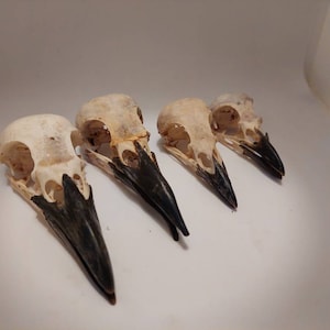 May include: Four bird skulls with black beaks. The skulls are white and have a rough texture. The beaks are pointed and have a dark brown colour.