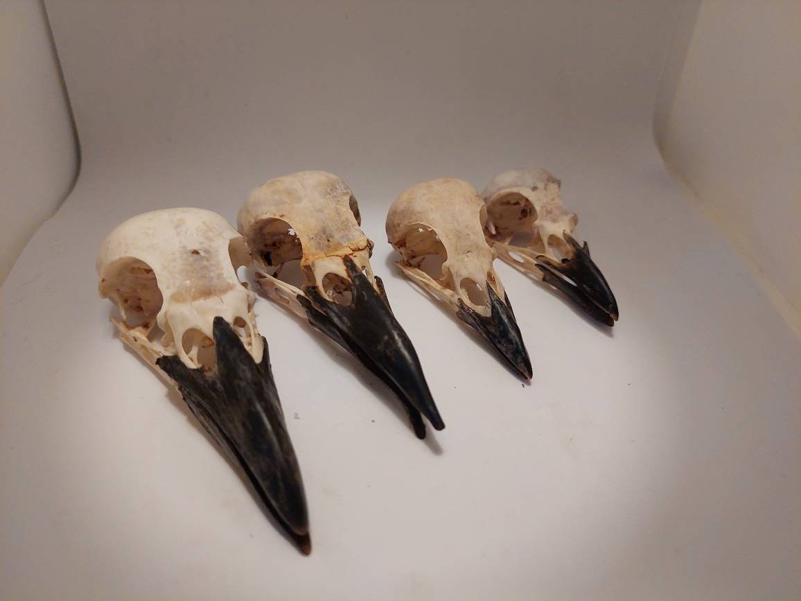 本物のカラスの頭蓋骨 4 鳥のコレクション 腐肉食鳥 カラス カササギ