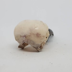 Magpie crow skull Pica pica taxidermy bird raven macabre gothic curiosity Wicca arts craft weird oddities image 4