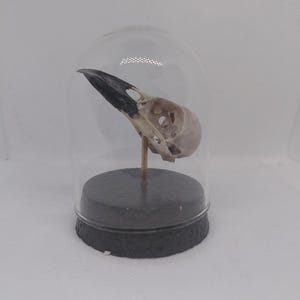 May include: A bird skull with a black beak and off-white bone color is displayed inside a clear glass cloche. The skull is mounted on a wooden dowel and set on a black, round base. The cloche is on a white background.
