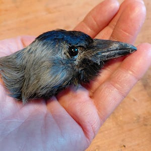 Jackdaw head skull crow Real preserved head  feathers raven corvid taxidermy gothic Curo study skeleton bird corvid Carrion