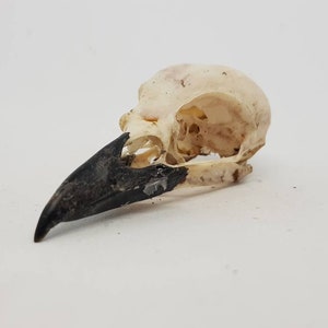 Magpie crow skull Pica pica taxidermy bird raven macabre gothic curiosity Wicca arts craft weird oddities image 3