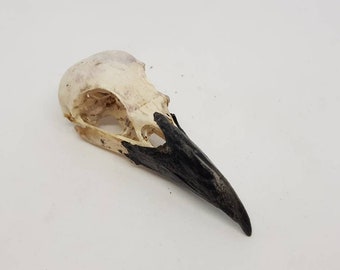 Krähenschädel Echter natürlicher Corvus Carone Rabe Corvid Präparator Gotik Curo Studie Skelettvogel Rabenvogel Aas