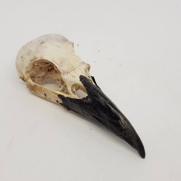 Crow skull Real natural Corvus Carone raven corvid taxidermy gothic Curo study skeleton bird corvid Carrion