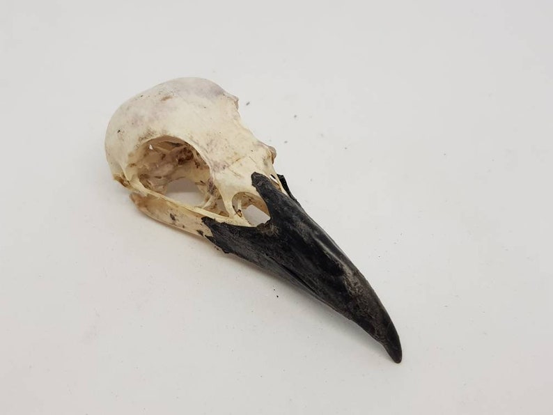 Crow skull Real natural Corvus Carone raven corvid taxidermy gothic Curo study skeleton bird corvid Carrion 