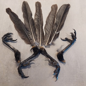 May include: A set of black bird talons and feathers. The talons are spread out and the feathers are arranged in a fan shape.