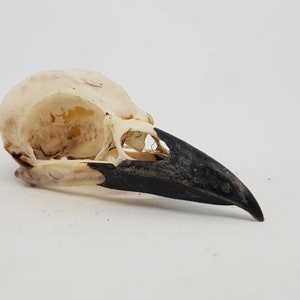 本物のカラスの頭蓋骨、カササギの頭蓋骨、ピカピカの剥製、鳥の不気味なゴシックの好奇心、ウィッカの芸術工芸、奇妙な珍品