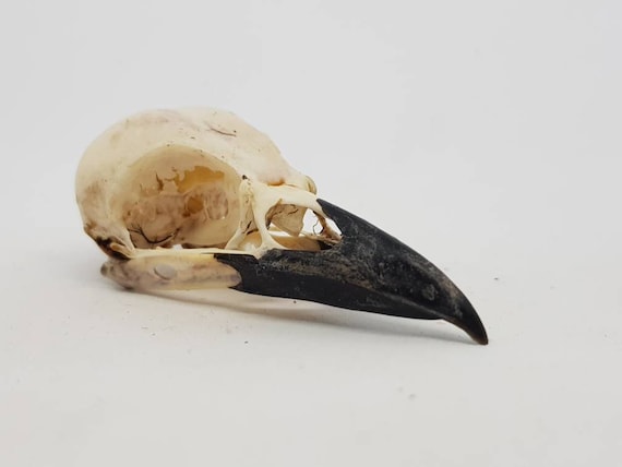 Real Crow skull Magpie skull Pica pica taxidermy bird macabre gothic curiosity Wicca arts craft weird oddities