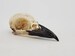 Real Crow skull Magpie skull Picca picca taxidermy bird macabre gothic curiosity Wicca arts craft weird oddities 