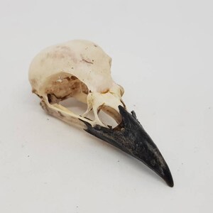 Magpie crow skull Pica pica taxidermy bird raven macabre gothic curiosity Wicca arts craft weird oddities image 7