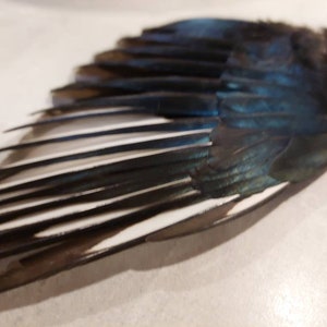 以下が含まれることがあります： 黒と白の羽根を持つ鳥の翼のクローズアップ。翼は広げられており、羽根はパターン状に配置されています。翼は上面が青色で、下面が白色です。