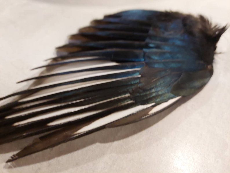 以下が含まれることがあります： 黒と白の羽根を持つ鳥の翼のクローズアップ。翼は広げられており、羽根はパターン状に配置されています。翼は上面が青色で、下面が白色です。