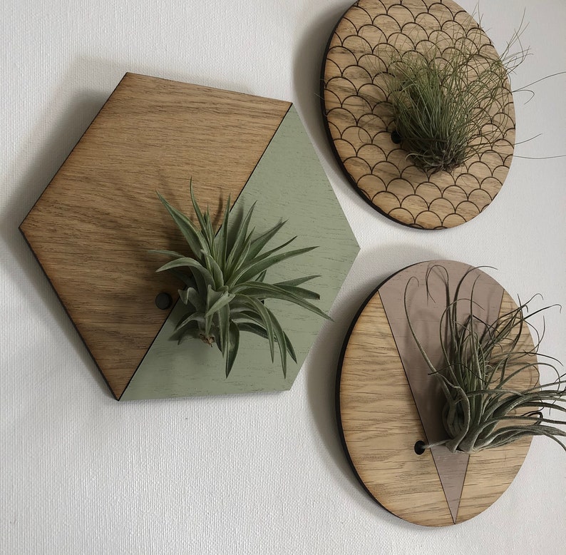 Sage Hexagon Wall Hanging Planter for Air Plant Wooden Wall Etsy