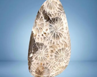 Cabujón de coral fosilizado