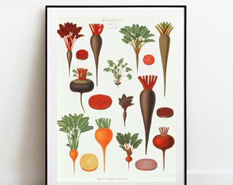 Ernst Benary Beetroot Art Print: Vintage Kitchen Gallery Wall Art poster