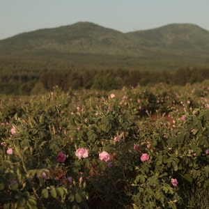 Bulgarian Rose Oil Otto Organic 0.17 oz/ 5 ml image 5