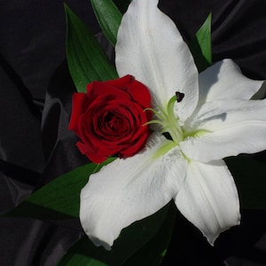 May include: A single white lily with a red rose nestled in its petals. The flowers are arranged on a black background.