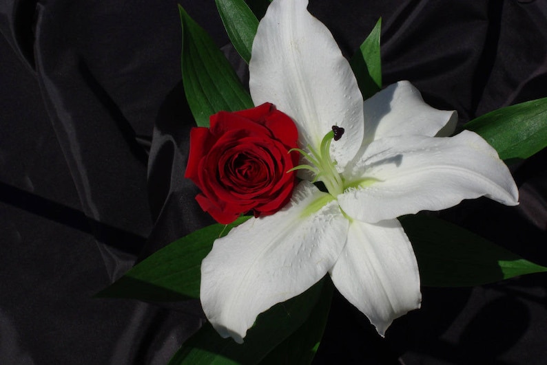 May include: A single white lily with a red rose nestled in its petals. The flowers are arranged on a black background.