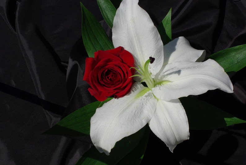 May include: A single white lily with a red rose nestled in its petals. The flowers are arranged on a black background.