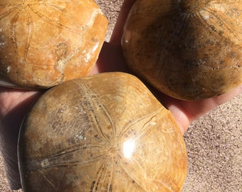 Madagascar sea biscuit, Sand dollar fossil, rocks and fossils, Sallysgemtreasures