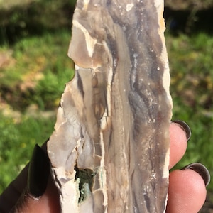 Petrified wood, petrified wood, rock end cut, rock collectors, rock gifts, office decor