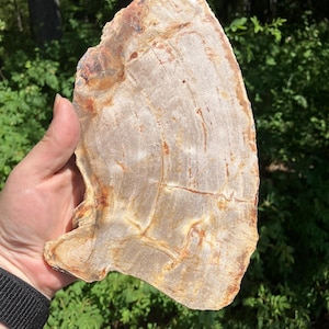Polished Petrified Wood Slab: Large Fossil Slice, Indonesia