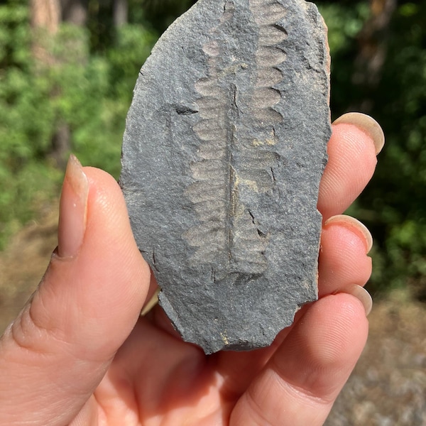 Fern Fossil from Illinois