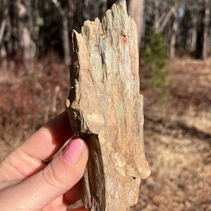 Petrified wood chunk, natural petrified wood specimen, rocks from Nevada Black Rock Desert, sallysgemtreasures
