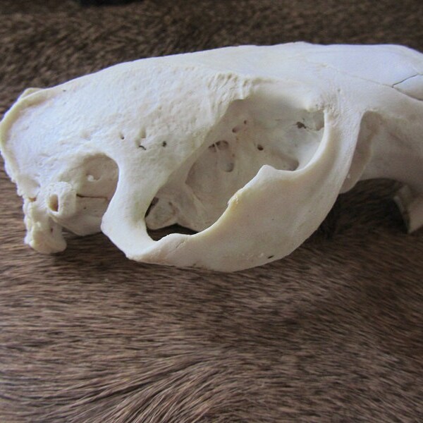Gorgeous Beaver Skull