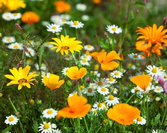 Nature floral Fine Art Photography - Cosmos flowers in an open field, Multicolor wall decor photograph