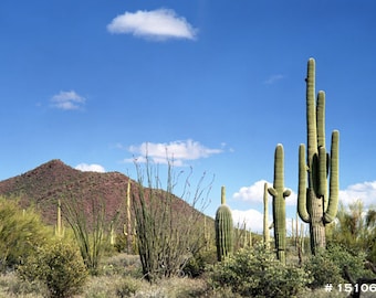 Desert landscape photography, Saguaro National Park, Cactus plant, Southwest desert.