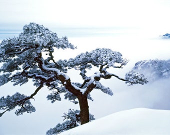 Photographie d’art de paysage d’hiver - arbre de pin avec la neige fraîche, parc national de la Chine. Impression photographique de décor de mur de maison et de bureau.