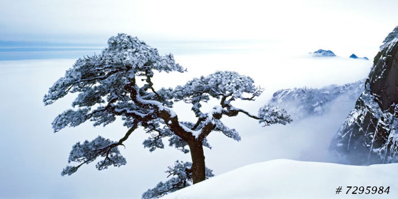 Winter landscape Fine Art Photography Pine Tree with fresh snow, China National Park. Home and Office Wall decor photographic print. image 1