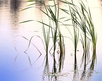Nature Fine Art Photography - Sea Grass Reflections. 8 x 8" or 12 x 12" Print