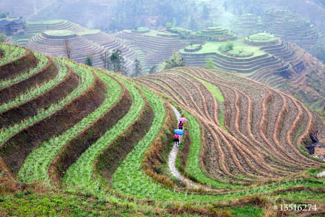 Beppu Rice Terrace Field Agriculture Landscape Photography - Rice Terraces Field in Southern ...